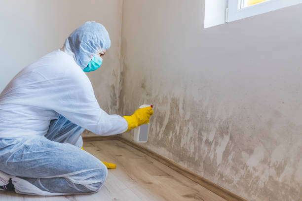 Licensed Mold Testing service in Holbrook, NY - WQB Mold Removal